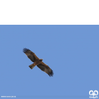 گونه عقاب پر پا Booted Eagle 